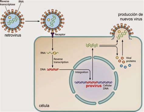 Microbio Retrovirus Virus “fosilizados” En Nuestro Genoma Que