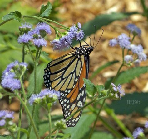 Butterfly Plants List Butterfly Flowers And Host Plant