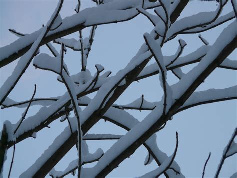Free Images Tree Branch Snow Cold Winter Plant Sky Leaf Frost