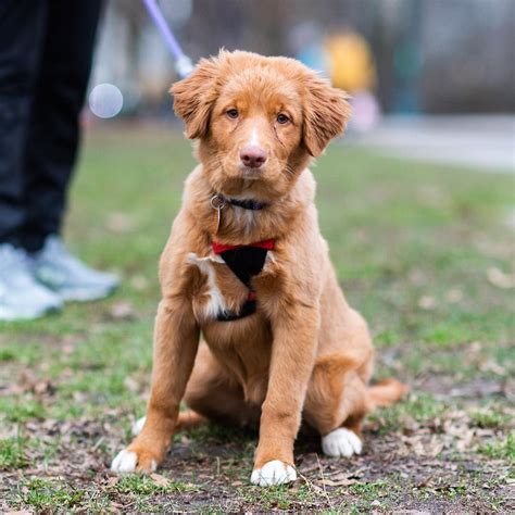 Find cats & kittens ads in melbourne region, vic. Nova Scotia Duck Tolling Retriever Chihuahua Mix