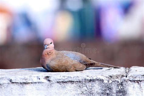 Stock Dove Bird Couple Birds Sitting On Wall Stock Photo Image Of