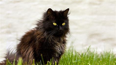 10 Black Cat Breeds The Fascinating World Of Felines Petmoo
