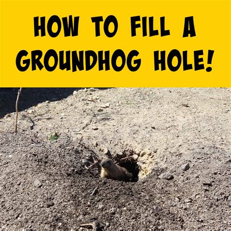 How To Fill A Groundhog Hole Step By Step Guide Squirrels At The Feeder