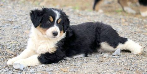 Tessa Bernese Mountain Dog Mix Puppy For Sale Keystone