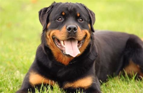 German Shepherd Rottweiler Mix Breed Info Facts And Pictures All