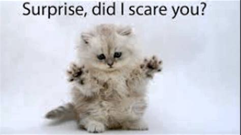 Scared Kitten Youtube
