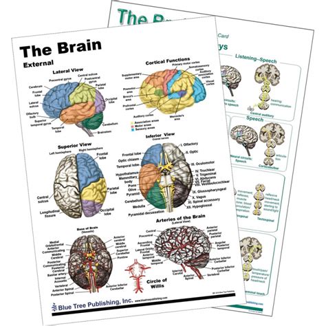 Anatomy Of The Brain Laminated Anatomical Chart Ph