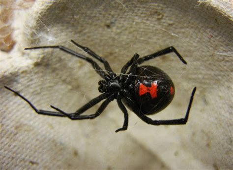 Animal You Black Widow Spider