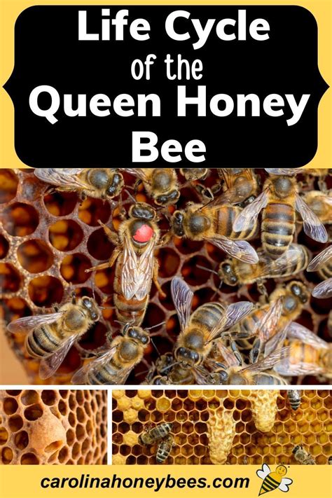 The Life Cycle Of The Queen Honey Bee Is Similar To That Of Every Bee