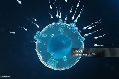 Sperm And Egg Cell Ovum Native And Natural Fertilization Closeup View
