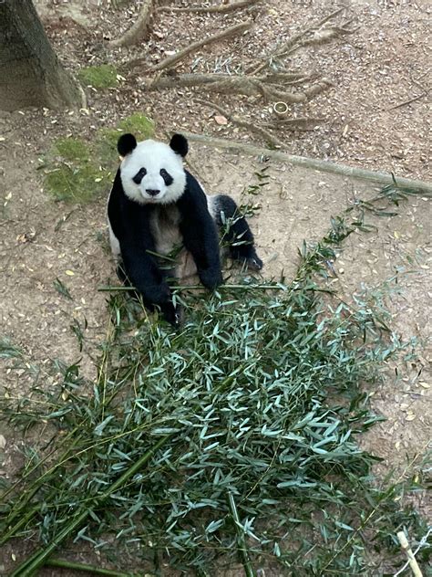 Panda Updates Monday September 13 Zoo Atlanta