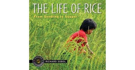 The Life Of Rice From Seedling To Supper By Richard Sobol