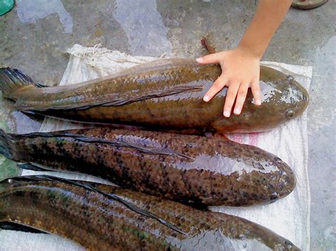 We did not find results for: Cara Budidaya Manfaat Dan Mancing Ikan Gabus Terbesar Di ...