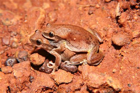 Desert Tree Frog Litoria Rubella Near Tennant Creek 7kms N Of