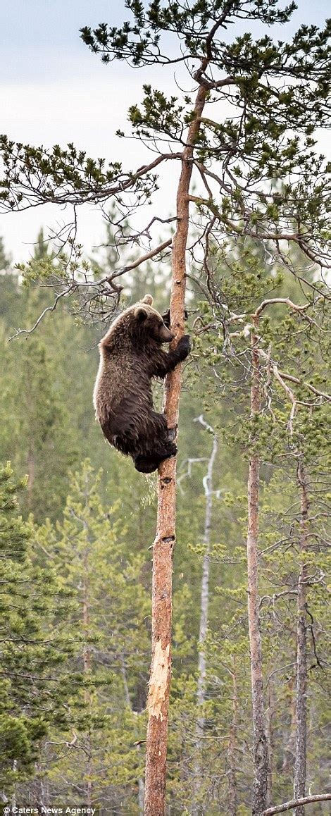 Bear Cub Attempts To Copy Mother By Climbing Tree In Photo By Jorma