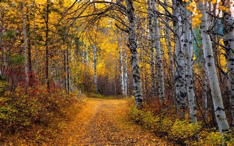 Nature Landscape Aspen Trees Leaves Yellow Path Shrubs Forest Dirt Road Wallpapers Hd
