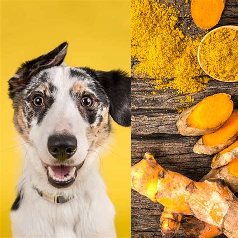 Turmeric For Dogs Health Benefits Dosage And Recipes Dr Axe