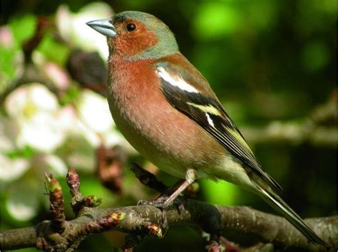 En Images Apprenez à Reconnaître Les Oiseaux Des Jardins 11 Mai 2012
