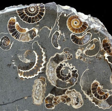 38 Polished Ammonite Fossil Slab Marston Magna Marble For Sale