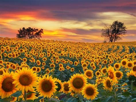 Harga bibit bunga matahari terkini. Bunga Matahari Sebagai Sumber Obat Antimalaria Baru ...