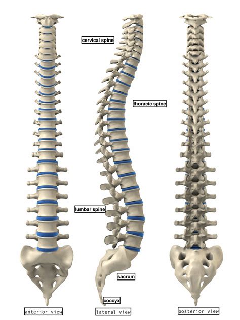 Thoracic Spinal Column Anatomy Models And Anatomical Vrogue Co