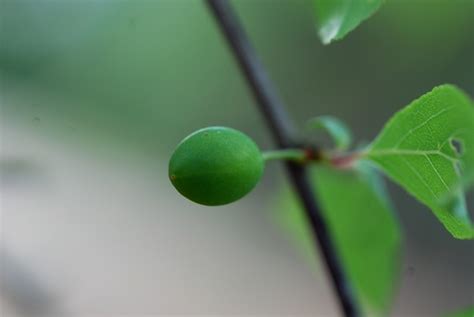 Prunus Umbellata