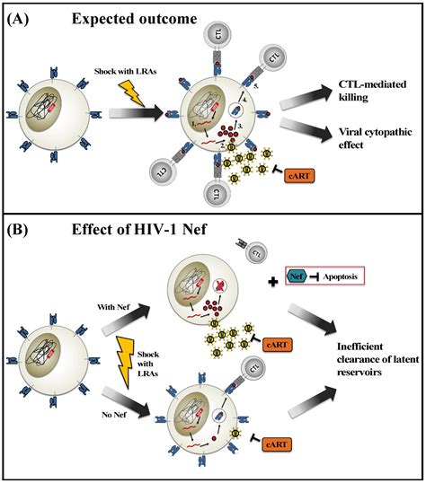Viruses Free Full Text Implications Of Hiv 1 Nef For “shock And