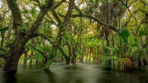 Réserve Naturelle Myakka River State Park Floride États Unis 2017