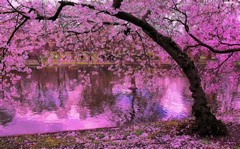 Kwitnące Drzewo Rzeka Park Wiosna