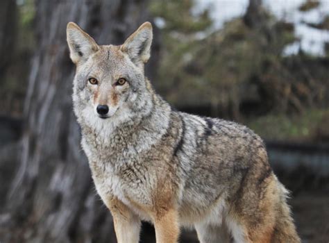 Tips For Dealing With Coyotes In Vancouver Video Tri City News