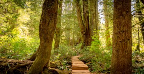 Pole 217 Secret Hike On Vancouver Island Old Growth Forest And The