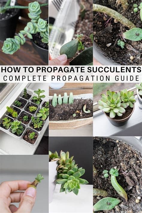 Im Sharing My Ultimate Guide To Propagating Succulents From Leaves And