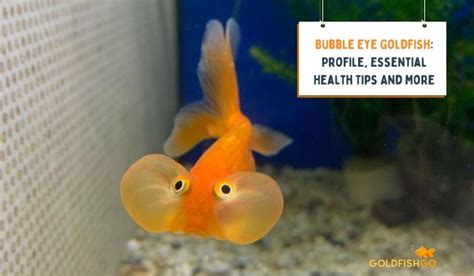 Bubble Eye Goldfish Profile Essential Health Tips And More