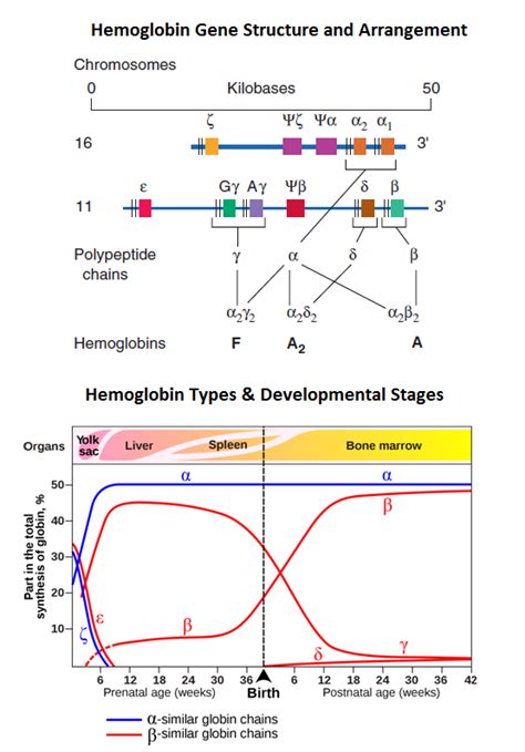 Hemoglobin Gene Structure And Hemoglobin Disorder Lecture Notes