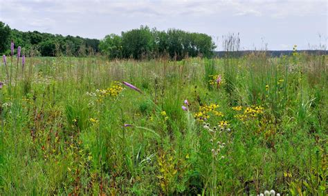 What Is A Wetland — The Wetlands Initiative