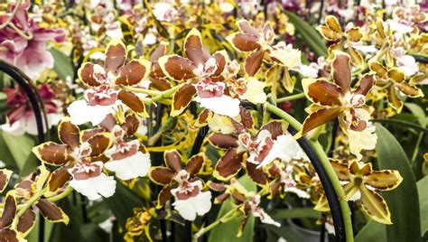 Vendo piantine/rizomi di iris japonica. Fiore Dell'orchidea Di Oncidium Fotografia Stock - Immagine di fine, mazzo: 17009554