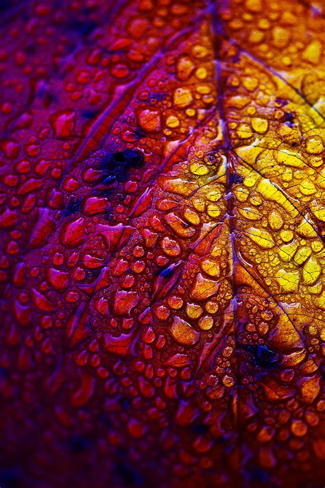 Macro Photography ~~autumn Morning Fall Leaf With Water Droplets