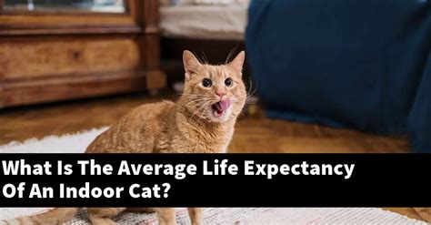 What Is The Average Life Expectancy Of An Indoor Cat Explained