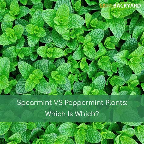 They can help with the headaches, it eases muscle pains & more. Spearmint VS Peppermint Plants: Which Is Which? (Oct. 2020)