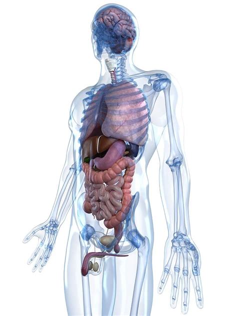 Media in category male human anatomy. Male Anatomy, Artwork Digital Art by Sciepro