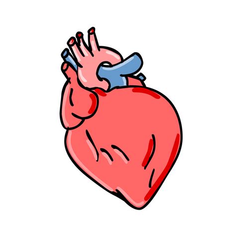 Human Heart Cartoon Pic Erikochjonas
