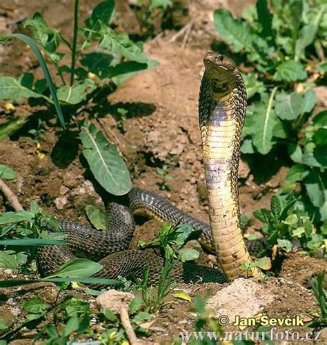 Cobra De Asia Central Fotos Fotografía