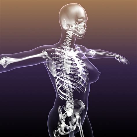 You need your muscles and your joints to move. Female Skeleton in transparent Woman Body 3d model - CGStudio