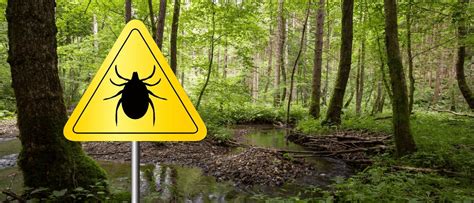 How To Spot Tick Nests Jp Pest Services