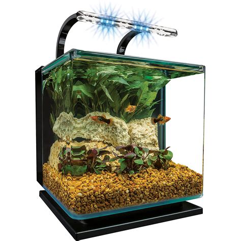 10 Gallon Betta Tank Ideas Ph