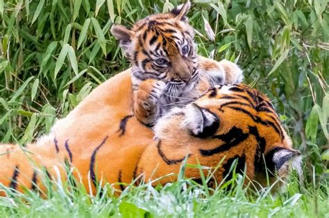 📸 Two Endangered Tiger Cubs Emerge From Den After Birth At Chester Zoo