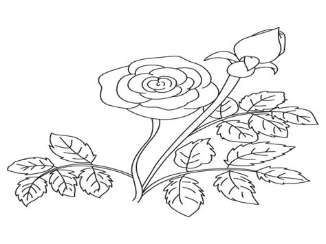Rose Buds Drawing At Getdrawings Free Download