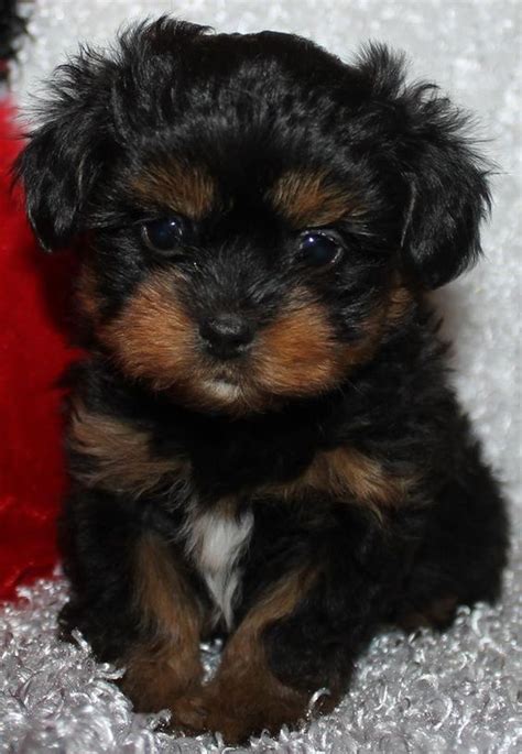 25 Shih Tzus Mixed With Poodle The Paws Poodle Mix Puppies Yorkie