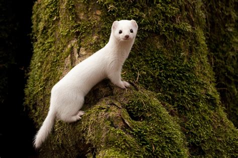 White Weasels Are Easy Prey As Climate Change Shrinks Snow Cover Study
