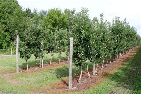 Apple Orchard With Variety Of The Fruit Ready To Pick In Autumn Weather